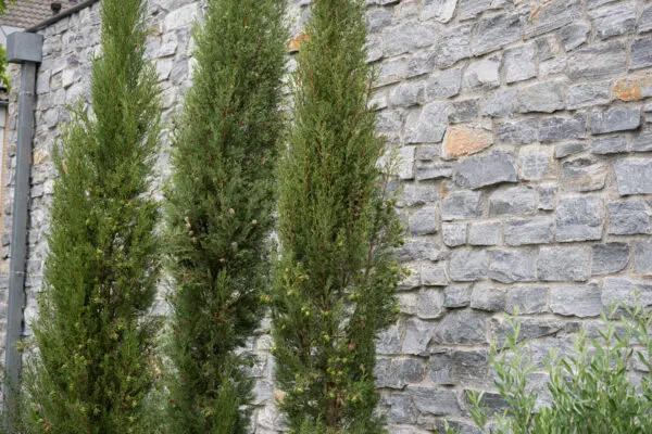 Rocks Blauw Strakke muur met beplanting