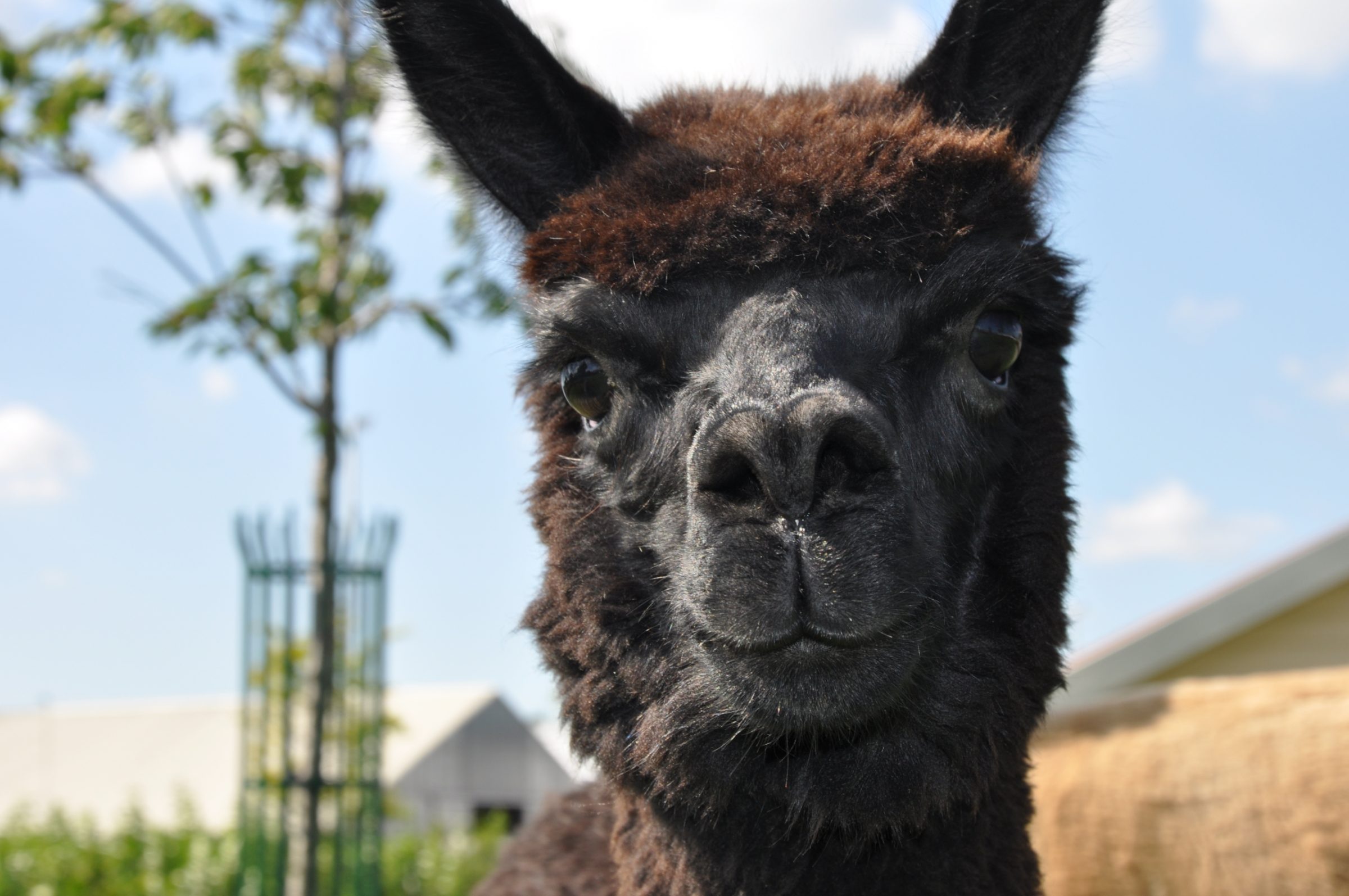 Sfeerfoto alpaca