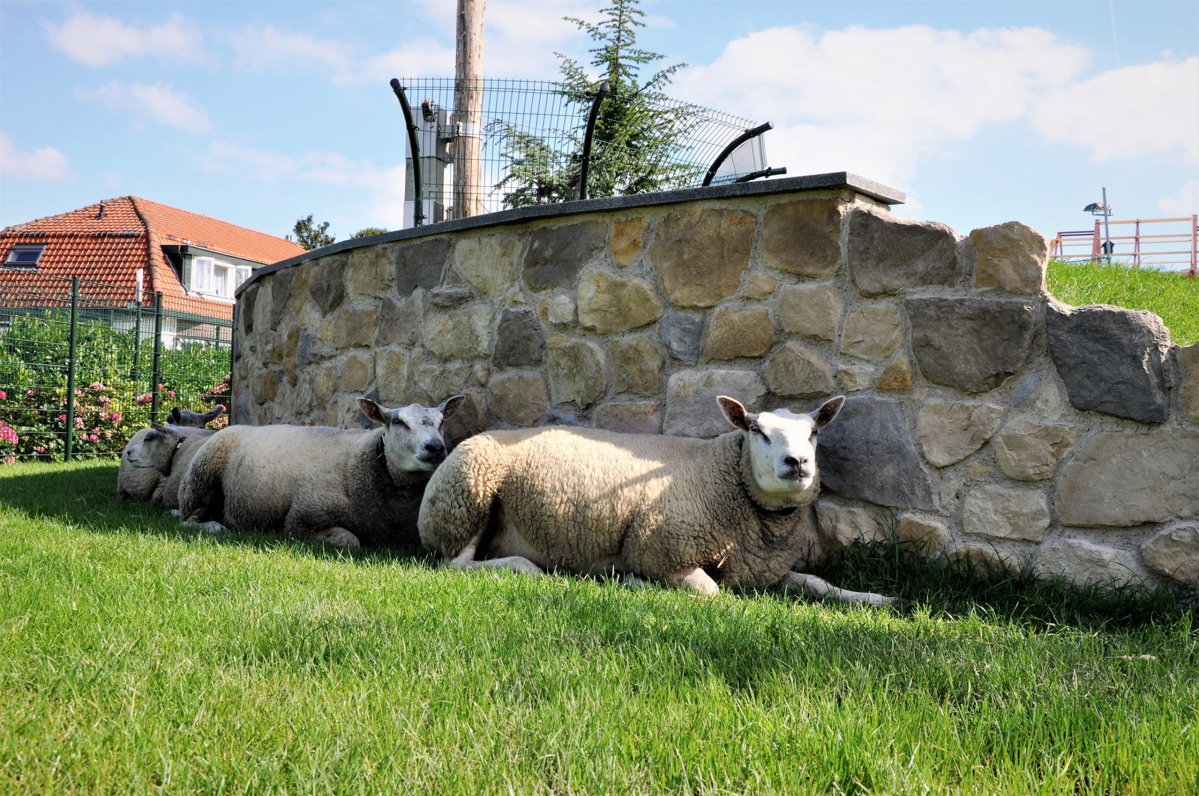 Schapen liggen heerlijk in de schaduw van de Steenstrips Botticino