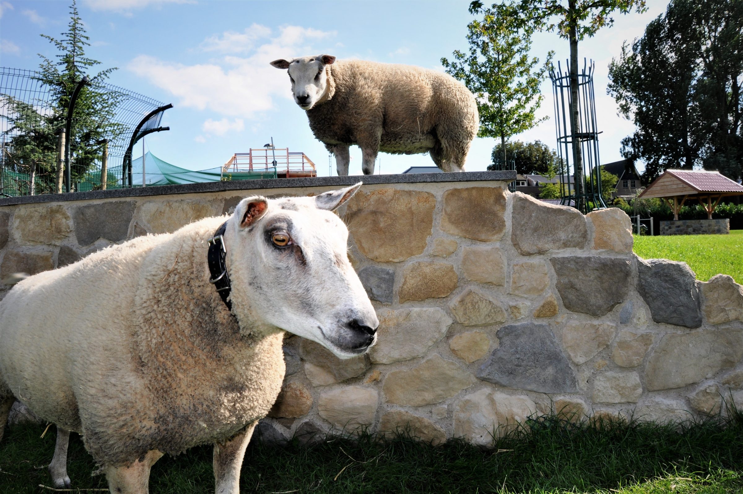 Schapen naast de buitenmuur van Steenstrips